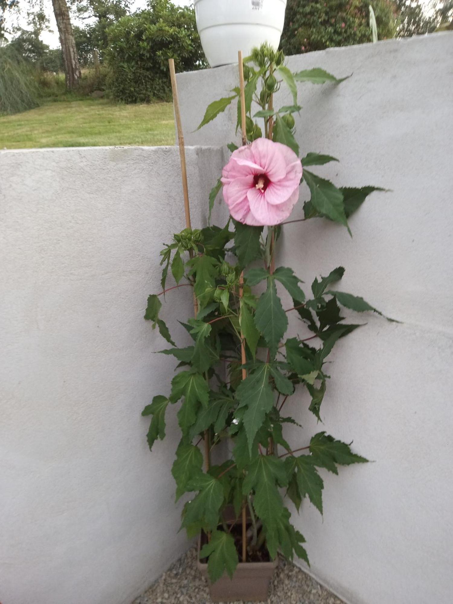 Le Chalange Bed and Breakfast Lapenty Buitenkant foto